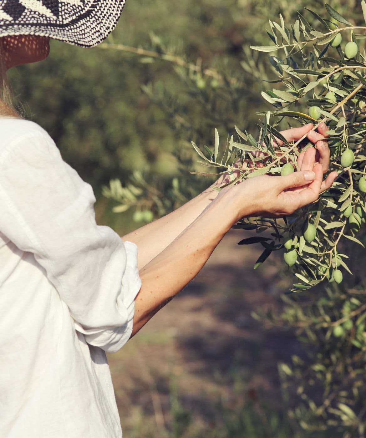 Hands picking olives from the tree